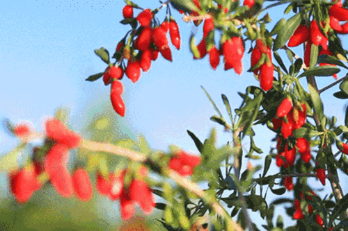 三亩地种枸杞群众吃瓜,群众吃上“瓜果甜”