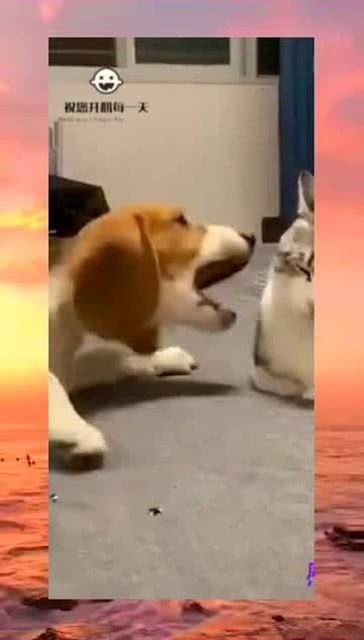 吃瓜群众抢眼视频下载,抢眼视频下载热潮席卷而来